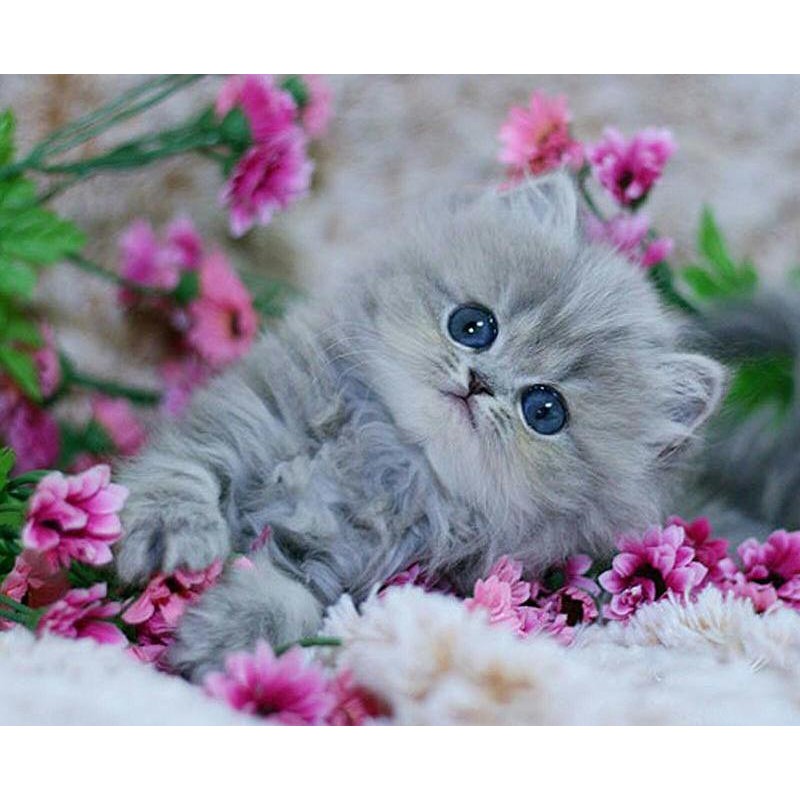 Cute Little kitten F...