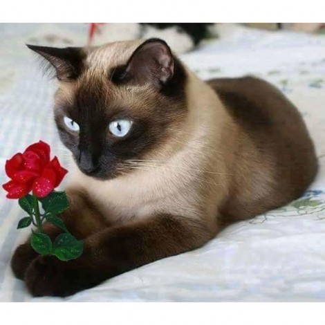 2019 New Hot Sale Cute Cat Holding Flower 5d Diy Diamond Painting Kits UK VM1187