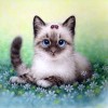 New Arrival Hot Sale Round Diamond Cat Pattern 5d Diy Crystal Painting Kits UK VM7314