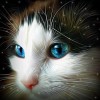 2019 New Cute Cat With Charming Blue Eyes 5d Diamond Diy Paint Uk VM01306