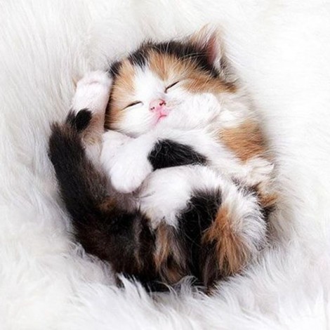 Hot Sale Cute Cat Full Drill 5D Diy Diamond Painting Kits Uk VM91069