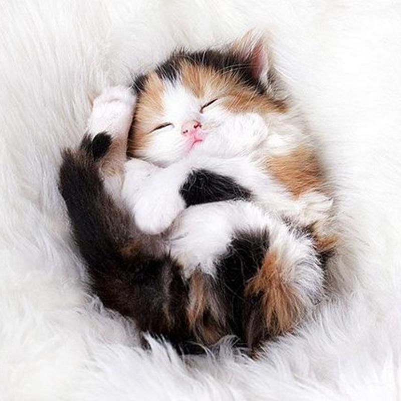 Hot Sale Cute Cat Fu...