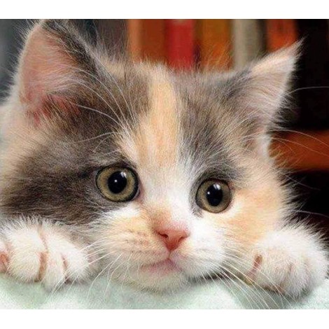 Affordable 2019 New Hot Sale Cute Cat 5D Square Diamond Painting UK VM1126