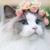 Cheap 2019 New Cute Cat And Flowers 5d Cross Stitch Kits Uk VM1360