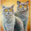 2019 New Hot Sale Funny Cats 5D DIY Diamond Painting Kits UK VM37034