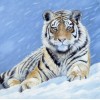 Winter 5D DIY Diamond Painting Tiger Embroidery VM92384