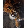 2019 5D DIY Full Drill Diamond Painting Set Animal Tiger Home Decor VM90040