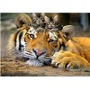 Special 2019 New Animal Tiger 5d Diy Cross Stitch Diamond Painting Kits UK QB5067