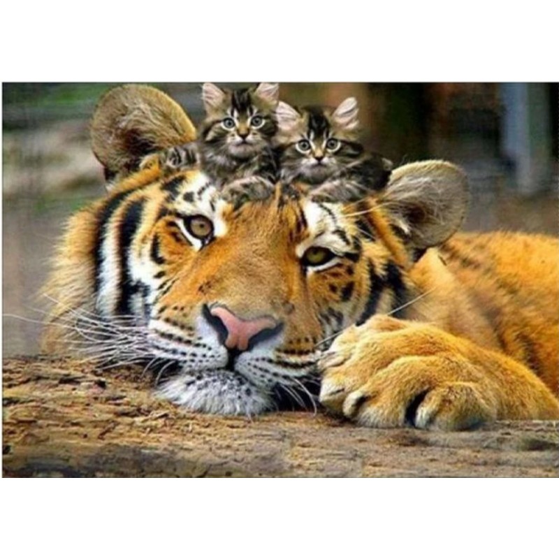 Special 2019 New Ani...