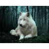 Best Special Wolf Picture Diy 5d Full Diamond Painting Kits UK QB6202