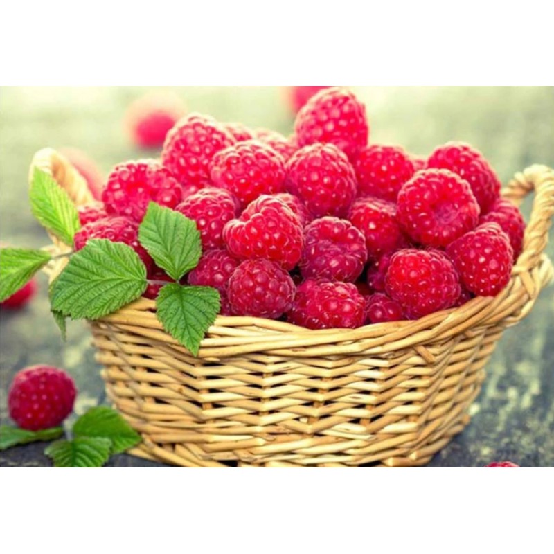 2019 New Hot Sale Fr...