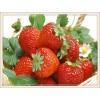2019 Fruits Strawberry 5D Diy Diamond Painting Kits UK Cross Stitch Mosaic VM90173
