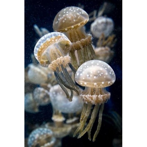 2019 Jellyfish 5D DIY Embroidery Diamond Painting Kits UK NA0843