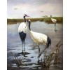 Oil Painting Style Crowned Crane 5D Diy Cross Stitch Diamond Painting Kits UK NA90069