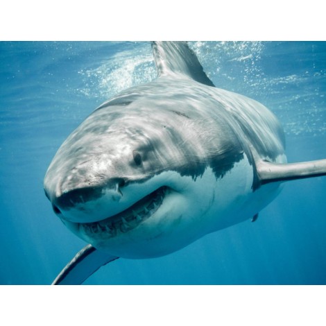 Full Square Drill Shark 5d Diy Diamond Painting Kits UK NA0395