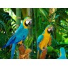 For Beginners Cute Parrot 5D Diy Cross Stitch Diamond Painting Kits UK NA0102