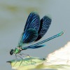For Beginners Dragonfly 5D Diy Cross Stitch Diamond Painting Kits UK NA0162