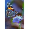 2019 New Fast Delivery Butterfly 5d Diy Crystal Painting UK VM8613