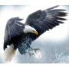 New Arrival Hot Sale Full Square Eagle Pattern 5d Diy Diamond Painting Kits UK VM8007