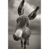 Full Square Drill Funny Donkey 5D Diy Cross Stitch Diamond Painting Kits UK NA0299