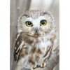 Wall Decoration Cheap Lovely White Owl Diamond Painting Kits UK AF9254