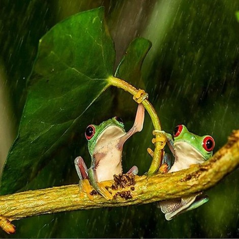 For Beginners Frog 5D Diy Cross Stitch Diamond Painting Kits UK NA0367