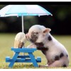 2019 New Hot Sale Cute Pig Eating Ice Cream 5d Diamond Painting Kits UK VM1012