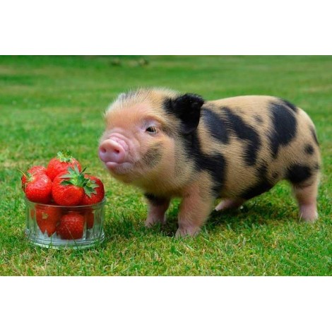 For Beginners Pig 5D Diy Cross Stitch Diamond Painting Kits UK NA0330
