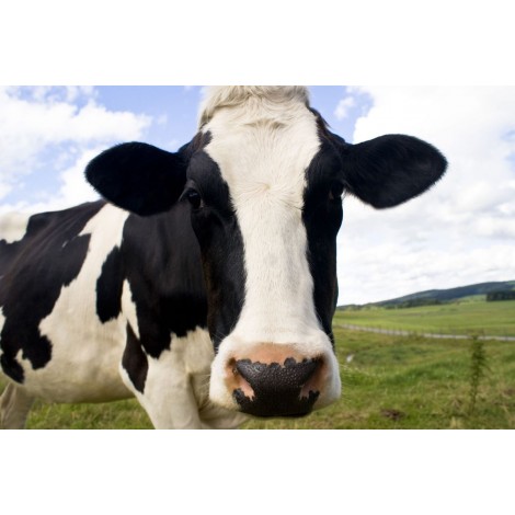 2019 Full Square Drill Cow 5D Diy Cross Stitch Diamond Painting Kits UK NA0186