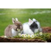 5D Diy Rabbits Diamond Embroidery Needlework Rhinestone Mosaic Kits VM88522