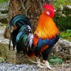 Special Cock 5D Diy Cross Stitch Diamond Painting Kits UK NA0269