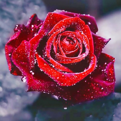 2019 Dream Red Rose 5d  Diy Diamond Painting Flowers UK VM1404