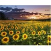 For Beginners Plant Sunflower 5D Diy Diamond Painting Kits UK NA0058