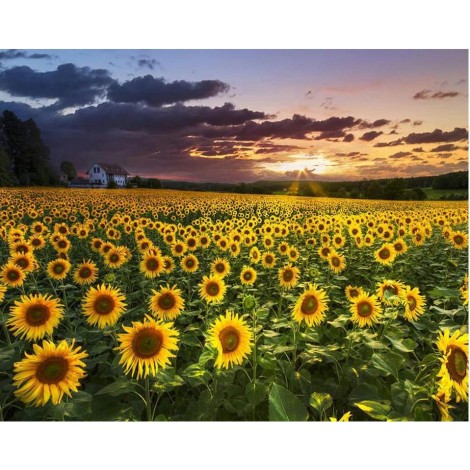 For Beginners Plant Sunflower 5D Diy Diamond Painting Kits UK NA0058