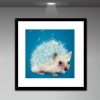 Hot Sale Special Cross Stitch Dandelion Diy 5d Crystal Diamond Painting Kits UK QB5149