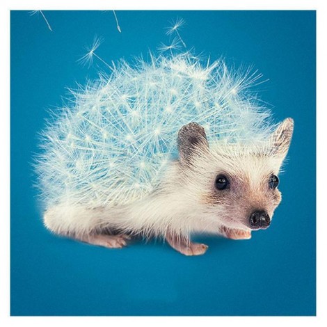 Hot Sale Special Cross Stitch Dandelion Diy 5d Crystal Diamond Painting Kits UK QB5149