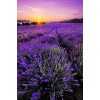 2019 Lavender Fields 5D Diy Cross Stitch Diamond Painting Kits UK NA0355