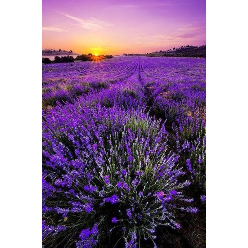 2019 Lavender Fields...