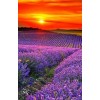 2019 Dream Lavender Fields 5D Diy Cross Stitch Diamond Painting Kits UK NA00358