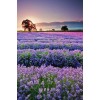 Cheap Hot Sale Lavender Fields 5D Diy Cross Stitch Diamond Painting Kits UK NA00360