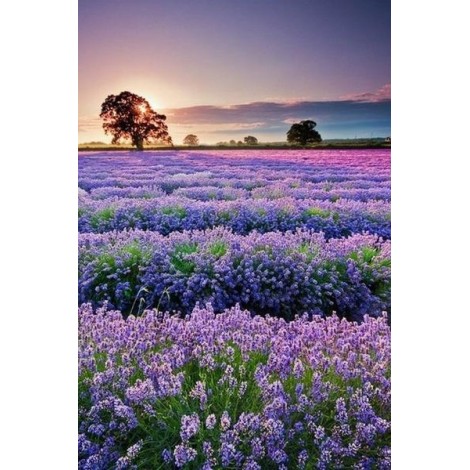 Cheap Hot Sale Lavender Fields 5D Diy Cross Stitch Diamond Painting Kits UK NA00360
