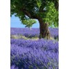 Special Lavender Fields 5D Diy Cross Stitch Diamond Painting Kits UK NA00363