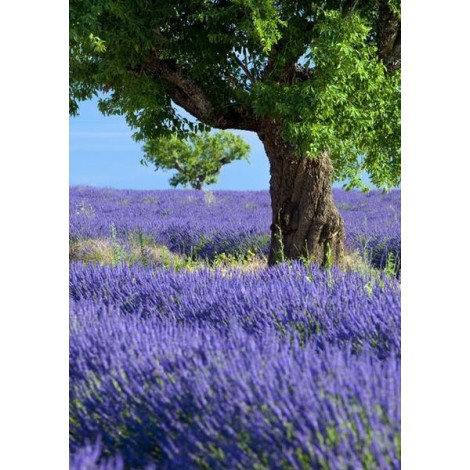 Special Lavender Fields 5D Diy Cross Stitch Diamond Painting Kits UK NA00363
