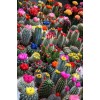 Plant Cactus 5D Diy Cross Stitch Diamond Painting Kits UK NA10383