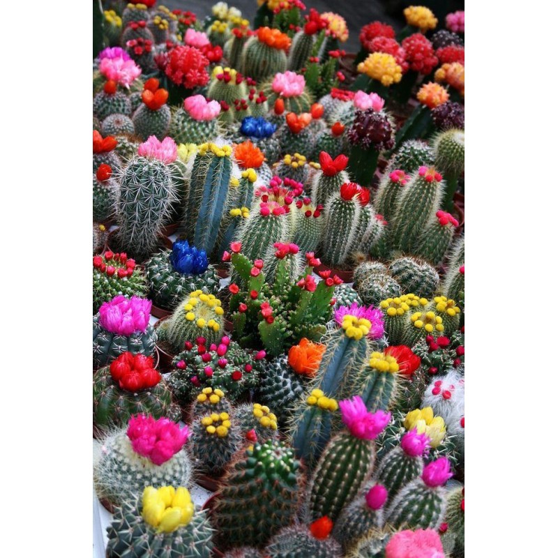 Plant Cactus 5D Diy ...