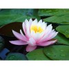 2019 Dream Lotus 5D Diy Diamond Painting Kits UK NA0142