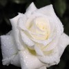 Romantic White Rose Diamond Painting Kits UK AF9306