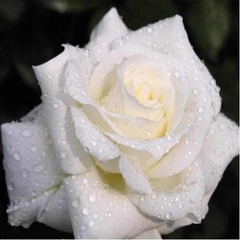 Romantic White Rose Diamond Painting Kits UK AF9306