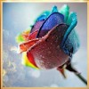 Romantic Colorful Rose Petals With Water droplets Diamond Painting Kits UK AF9301