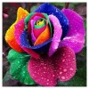 Cheap Pretty Colorful Rose Diamond Painting Kits UK AF9324